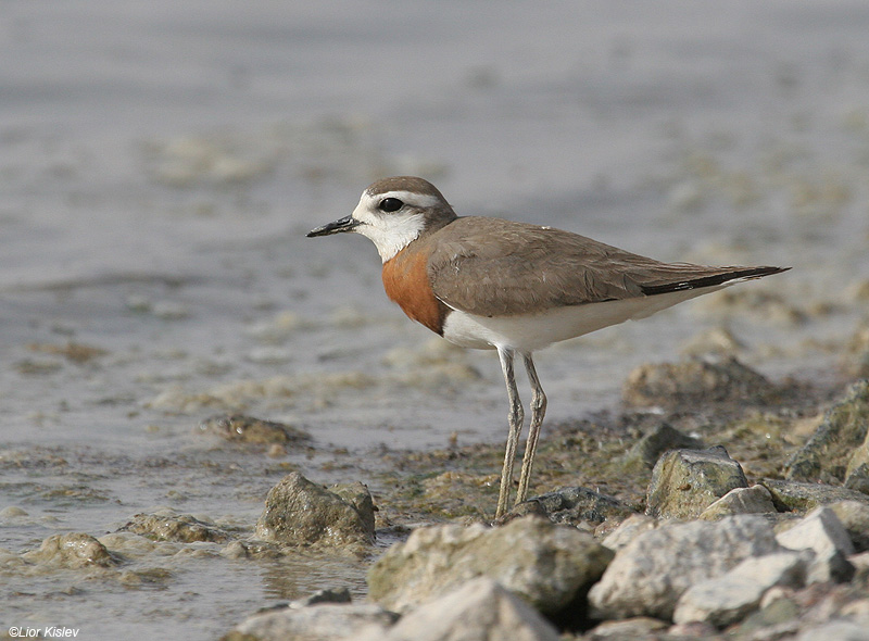     Caspian Plover Charadrius asiaticus                         , 2007